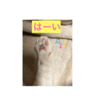 しろくろねこスタンプ（個別スタンプ：3）