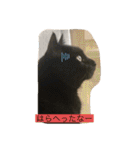 しろくろねこスタンプ（個別スタンプ：7）