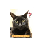 しろくろねこスタンプ（個別スタンプ：8）