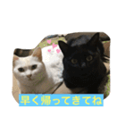 しろくろねこスタンプ（個別スタンプ：9）