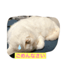 しろくろねこスタンプ（個別スタンプ：10）
