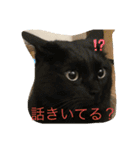 しろくろねこスタンプ（個別スタンプ：11）