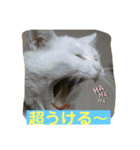 しろくろねこスタンプ（個別スタンプ：13）