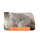 しろくろねこスタンプ（個別スタンプ：16）