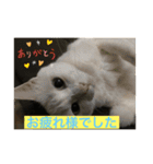 しろくろねこスタンプ（個別スタンプ：17）
