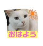 しろくろねこスタンプ（個別スタンプ：18）