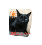 しろくろねこスタンプ（個別スタンプ：22）