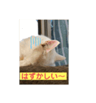 しろくろねこスタンプ（個別スタンプ：23）