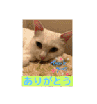 しろくろねこスタンプ（個別スタンプ：24）