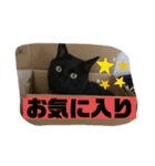 しろくろねこスタンプ（個別スタンプ：25）