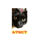 しろくろねこスタンプ（個別スタンプ：26）