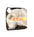 しろくろねこスタンプ（個別スタンプ：28）