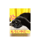 しろくろねこスタンプ（個別スタンプ：30）