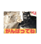 しろくろねこスタンプ（個別スタンプ：31）