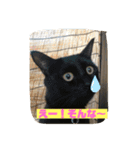 しろくろねこスタンプ（個別スタンプ：32）
