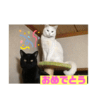 しろくろねこスタンプ（個別スタンプ：33）