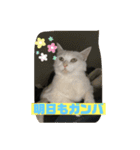 しろくろねこスタンプ（個別スタンプ：34）