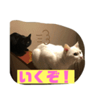 しろくろねこスタンプ（個別スタンプ：35）