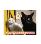 しろくろねこスタンプ（個別スタンプ：36）