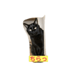 しろくろねこスタンプ（個別スタンプ：37）