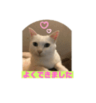 しろくろねこスタンプ（個別スタンプ：38）