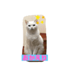 しろくろねこスタンプ（個別スタンプ：39）
