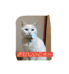 しろくろねこスタンプ（個別スタンプ：40）
