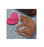 ふくまろ成長日記（個別スタンプ：3）