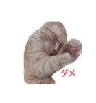 ふくまろ成長日記（個別スタンプ：7）