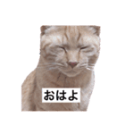 ふくまろ成長日記（個別スタンプ：8）