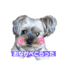 いぬのいもち（個別スタンプ：1）