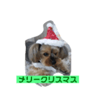 いぬのいもち（個別スタンプ：5）