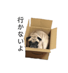 パグのたつまる君（個別スタンプ：13）