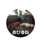 ぽんのの3（個別スタンプ：1）