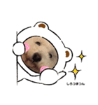 ぽんのの3（個別スタンプ：5）