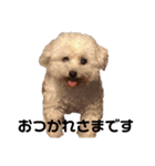 ぽんのの3（個別スタンプ：10）