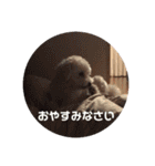 ぽんのの3（個別スタンプ：11）