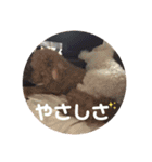 ぽんのの3（個別スタンプ：19）