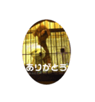 ぽんのの3（個別スタンプ：23）