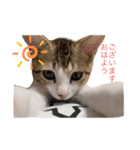 とびだせルイくん！（個別スタンプ：1）