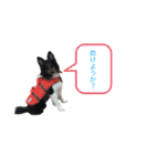 シェルティ 福（個別スタンプ：3）