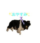 シェルティ 福（個別スタンプ：4）