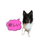 シェルティ 福（個別スタンプ：5）