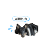 シェルティ 福（個別スタンプ：10）