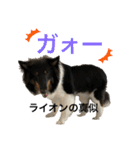 シェルティ 福（個別スタンプ：13）
