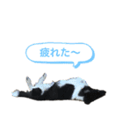 シェルティ 福（個別スタンプ：18）