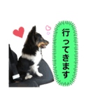シェルティ 福（個別スタンプ：30）