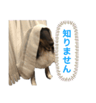 シェルティ 福（個別スタンプ：33）