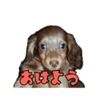 クッキーといつも一緒のスタンプ（個別スタンプ：1）