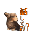クッキーといつも一緒のスタンプ（個別スタンプ：3）